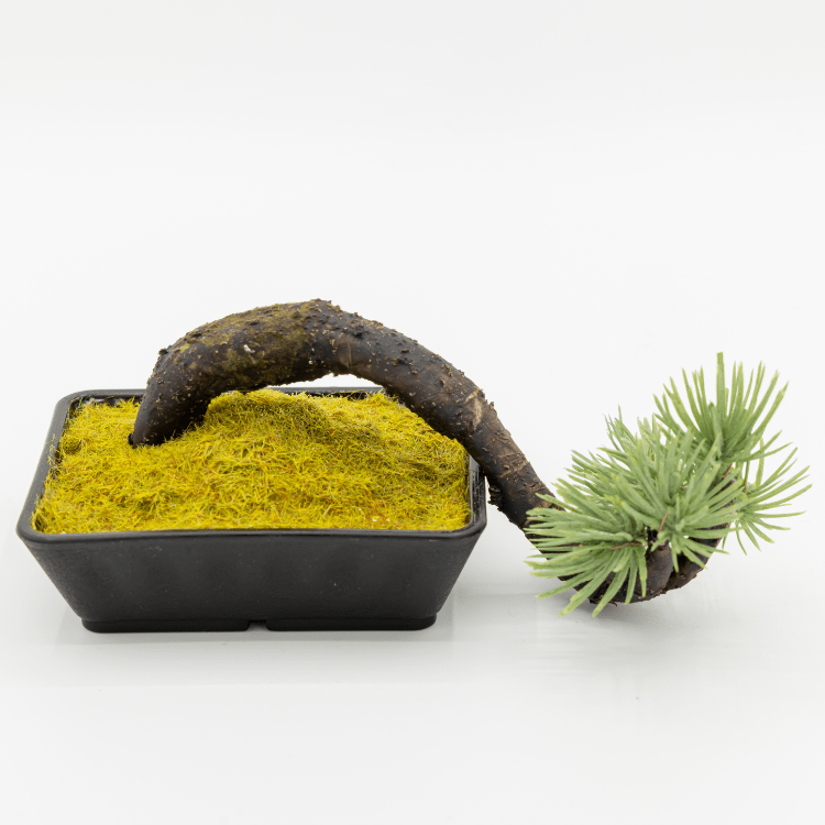 A-BONSAI Mini Kengaiは半懸崖樹形の工芸盆栽です。