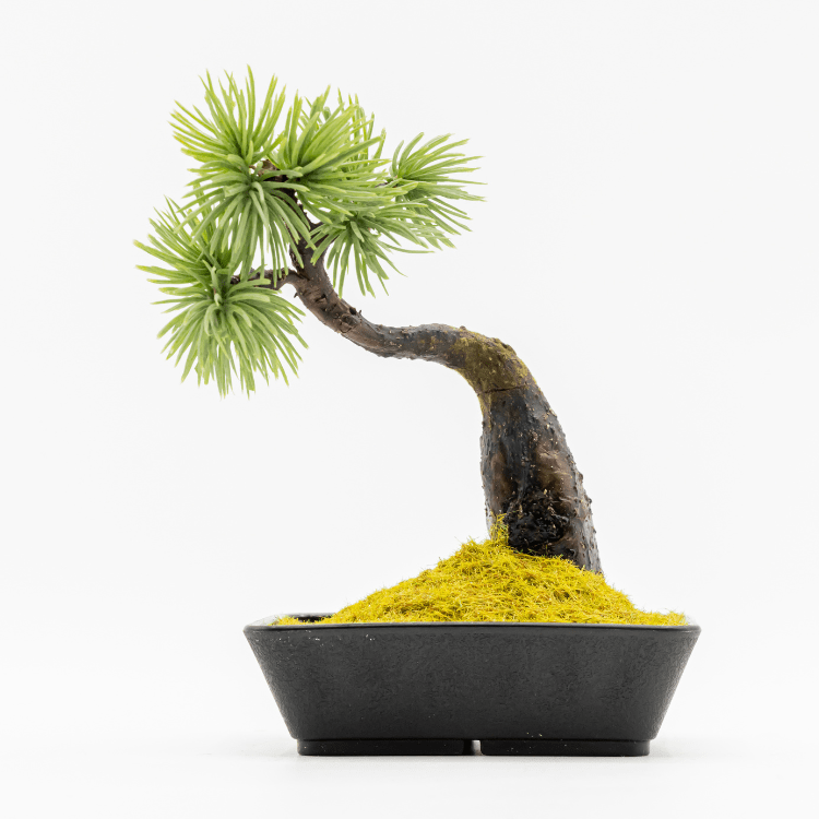 A-BONSAI Mini Bunjinは文人樹形をした工芸盆栽です。